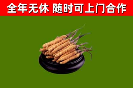 漳平回收散虫草