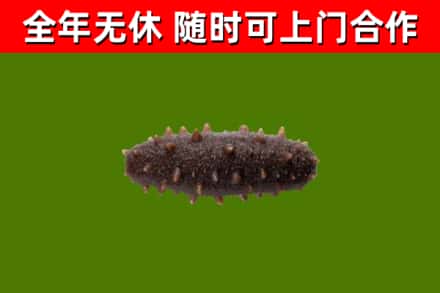 漳平回收海参干